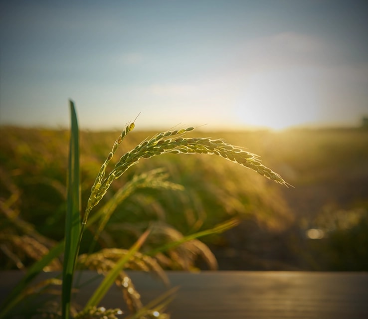 Agriculture