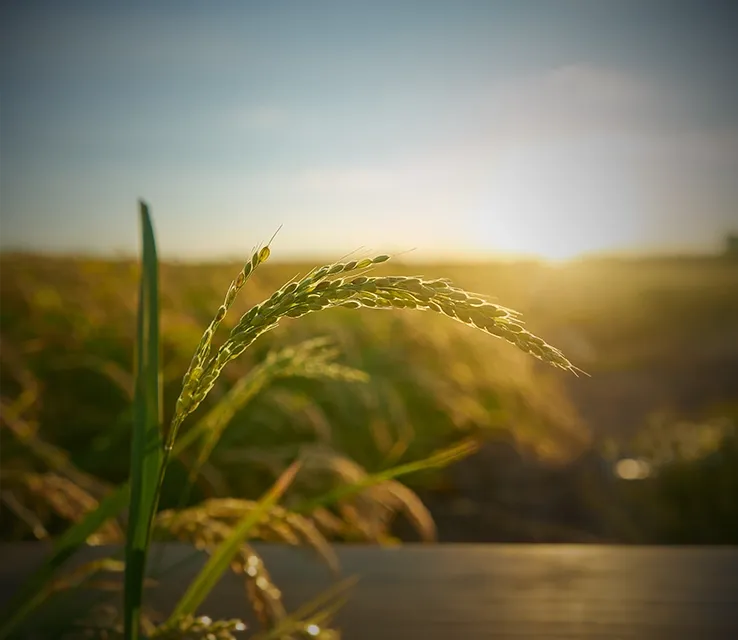 Agriculture